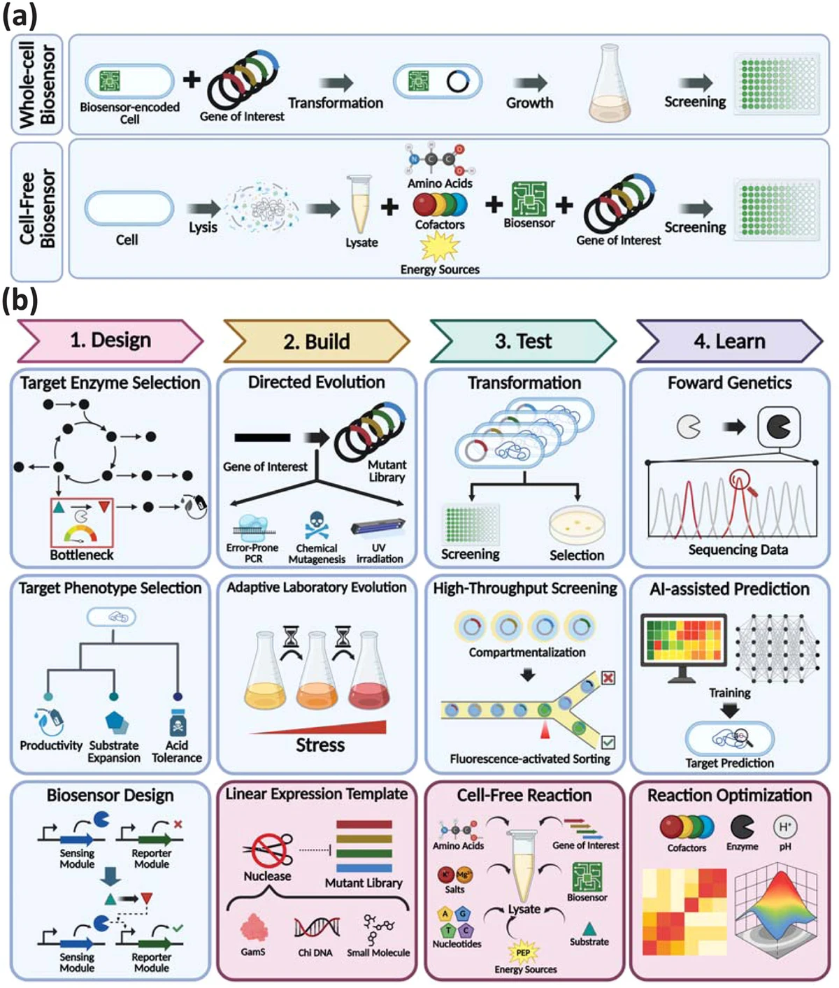 (a) General workflows of whole-cell and cell-free biosensors. (b) DBTL cycle of biosensor-assisted screening and selection for metabolic engineering. Cell-free specific strategies are highlighted in red boxes. 1. Design strategies: selection of bottleneck enzymes for mutation, selection of desired p