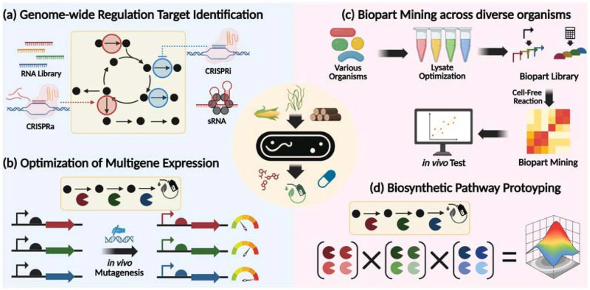 Whole-cell or cell-free biosensor-assisted pathway design and optimization. (a) WCB can be used to screen genome-wide targets for gene activation and repression using CRISPR and sRNA tools. (b) They also enable pathway optimization via tuning of the expression levels of multiple enzymes. (c) Cell-fr