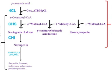 AfCHIL, a Type IV Chalcone Isomerase, Enhances the Biosynthesis of Naringenin in