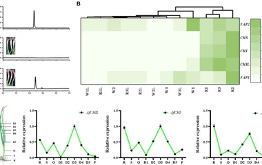 AfCHIL, a Type IV Chalcone Isomerase, Enhances the Biosynthesis of Naringenin in