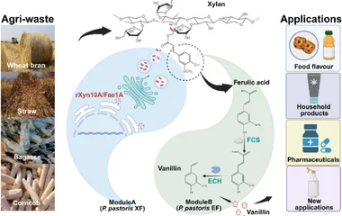 Direct valorization of agricultural byproducts to vanillin by a synergistic Koma