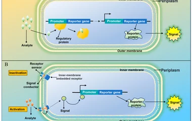 Evolution of Whole-Cell Biosensor Detection Technology for PAHs and Their Haloge