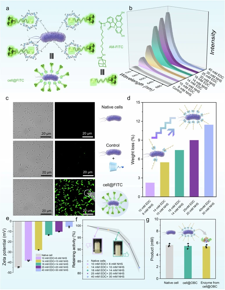 a Schematic of cell@CD fluorescence labeling. b The concentration of the coupling agent was positively correlated with t