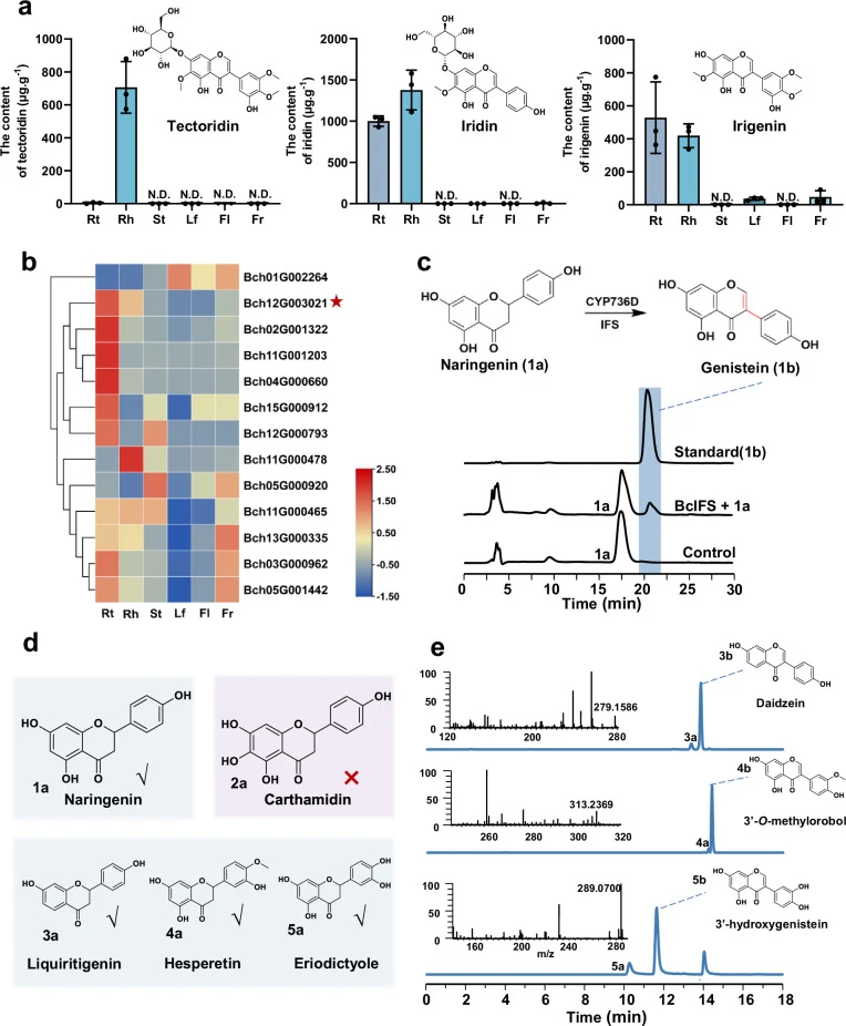 a Relative contents of three major isoflavones (tectoridin, iristectorin B, and irigenin) in different tissues of B. chinensis . Data are presented as mean ± SD (error bars). For each tissue, three biologically independent plants were used ( n = 3). b Heatmap showing the expression profiles of 13 hi