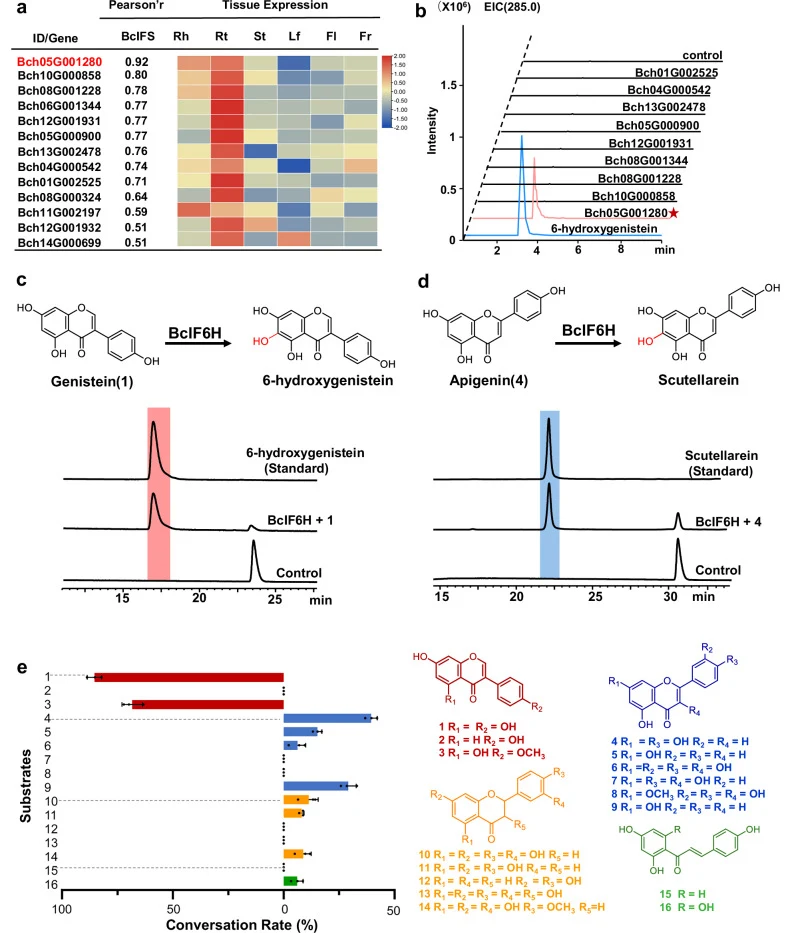 a Identification of candidate IF6H transcripts through correlation analysis with BcIFS expression. b Extracted ion chromatogram (EIC) of the nine successfully cloned candidate genes. c , d HPLC analysis of reaction products from assays using purified BcIF6H with genistein ( c ) or apigenin ( d ) as