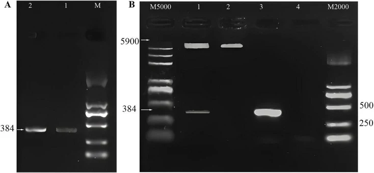 Construction and identification of the recombinant expression plasmid pET-32a(+)- marA . M. DNA molecular weight marker. (A) PCR amplification of marA and restriction digestion of the vector. Lane 1, linearized pET-32a(+) vector after restriction digestion; Lane 2, purified marA fragment. (B) Identi
