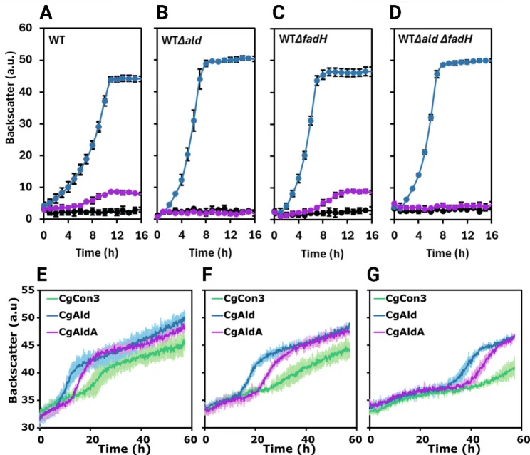 Growth curves of C. glutamicum wild-type (WT) ( A ), WTΔ ald ( B ), WTΔ fadH ( C ), and WT ΔaldΔfadH ( D ). The blue curves represent growth on 20 mM d -glucose, the purple curves represent growth on 20 mM l- lactaldehyde, while the black curves represent growth with no carbon source. Comparison of