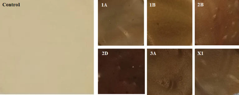 添加和未添加AgNPs制备的琼脂基薄膜图像:1A、1B、2B、2D、3A和X1。
