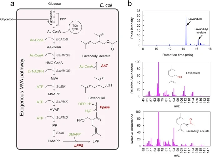 Engineering the biosynthetic pathway for the de novo production of lavandulol and lavandulyl acetate in E. coli. (a) Schematic representation of the engineered biosynthetic pathway. Abbreviations: PPP, pentose phosphate pathway; TCA cycle, Tricarboxylic Acid cycle; Ac-CoA, acetyl-CoA; AcAc-CoA, acet