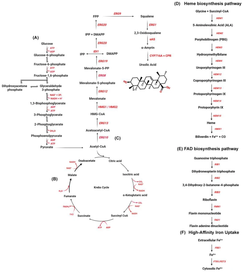 Systematic metabolic engineering strategy for enhanced ursolic acid biosynthesis in Y. lipolytica . (A) Glycolysis pathway supplying pyruvate and acetyl-CoA from glucose, providing the primary carbon flux for the mevalonate pathway. (B) Tricarboxylic acid (TCA) cycle generating NADH, FADH 2 , ATP, a