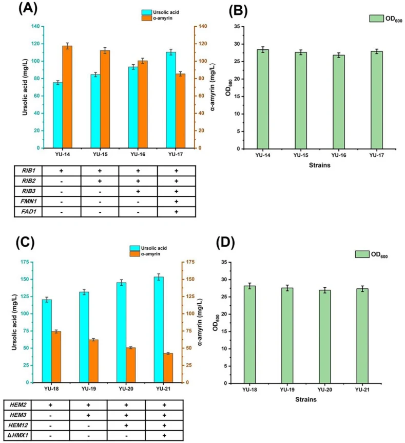 Systematic engineering of riboflavin and heme biosynthesis enhances ursolic acid production. (A) Effect of stepwise overexpression of riboflavin biosynthetic genes ( RIB1 , RIB2 , RIB3 , FMN1 and FAD1 ) on ursolic acid and α-amyrin production. (B) Cell growth (OD 600 ) of strains YU-14 to YU-17. (C)