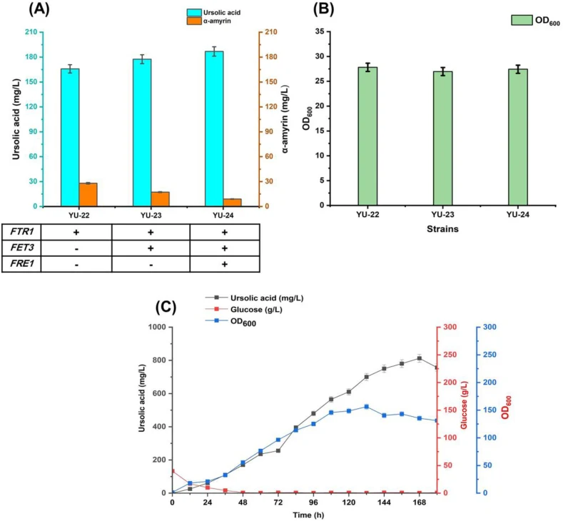 Enhancement of ursolic acid production by engineering the high-affinity iron uptake system and 5L fermentation. (A) Effect of stepwise overexpression of iron uptake genes ( FTR1 , FET3 , and FRE1 ) on ursolic acid and α-amyrin production. All data represent the mean ± standard deviation (SD) of thre