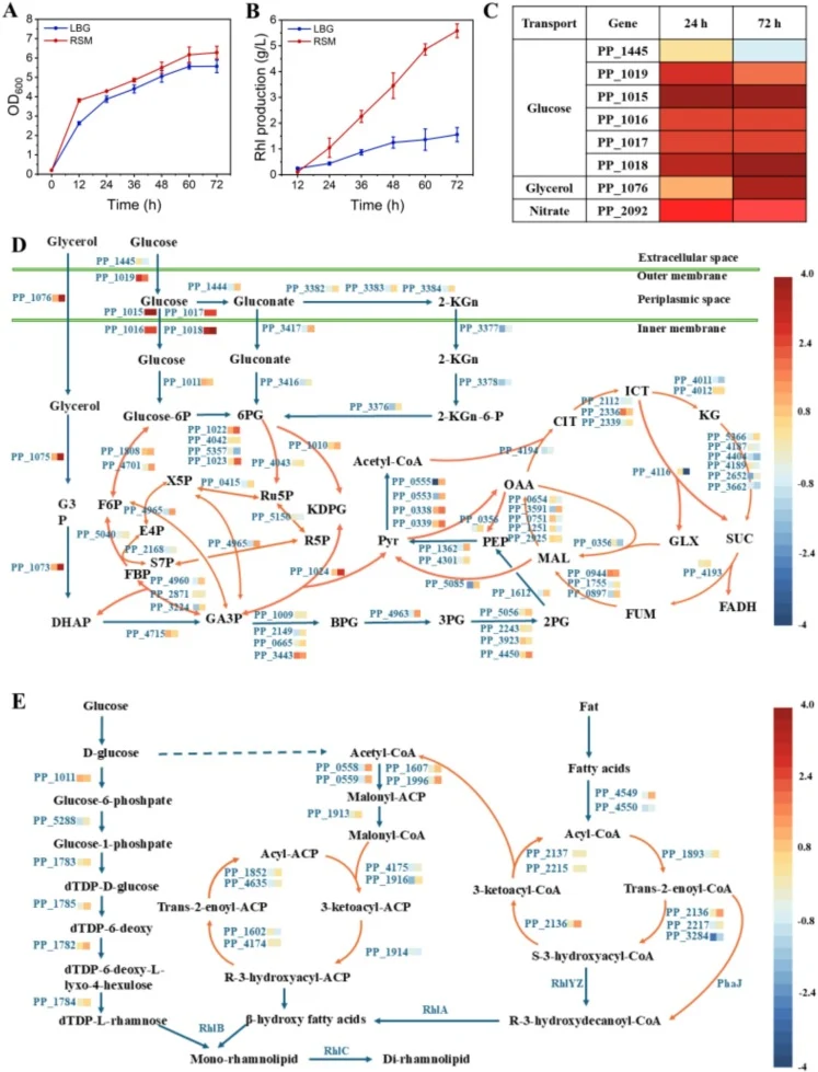 Rhamnolipid production and comparative transcriptional analysis of the strain P. putida AB-Δflag in the RSM and LBG medium. Cell growth (A) and rhamnolipid production (B) of the strain AB-Δflag cultured in LBG and RSM medium. (C-E) Transcriptional expression changes of genes related to glucose, glyc