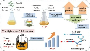 Enhanced rhamnolipid production in Pseudomonas putida throug