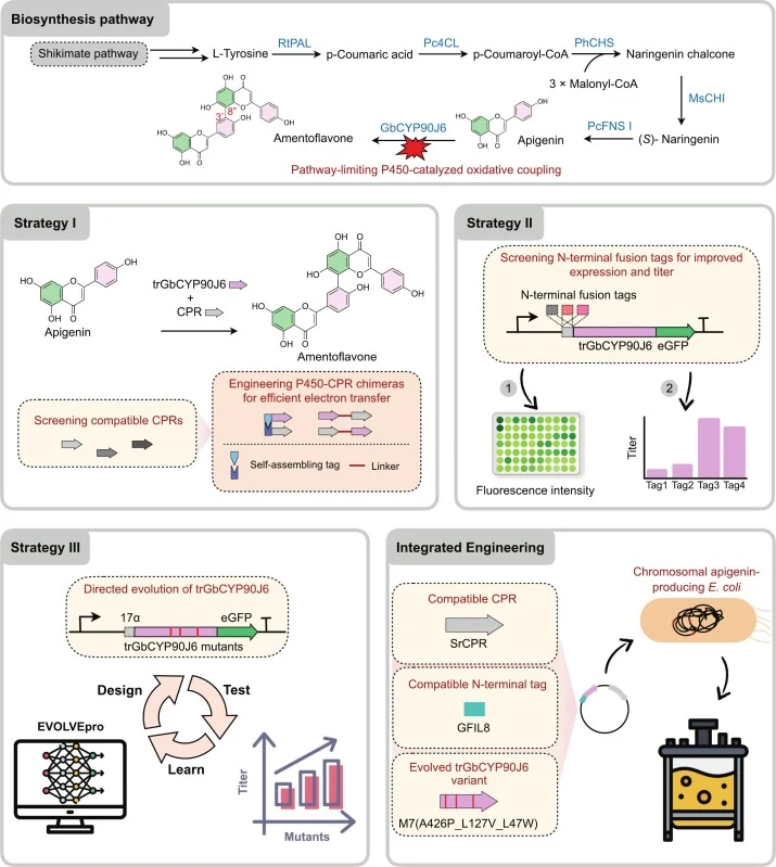 Multilevel engineering strategies for constructing a stable E. coli platform for amentoflavone biosynthesis. The biosynthetic pathway of amentoflavone is first outlined, highlighting the oxidative coupling step catalyzed by GbCYP90J6 as the major bottleneck in biflavonoid formation. To overcome this