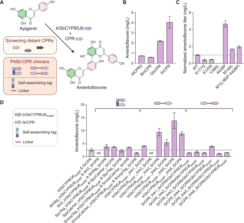 Engineering the redox partner of GbCYP90J6 to improve electron transfer and amentoflavone production. (A) Schematic overview of the biosynthesis pathway from apigenin to amentoflavone and the strategies used to enhance electron transfer between GbCYP90J6 and CPR. The approach includes screening CPR