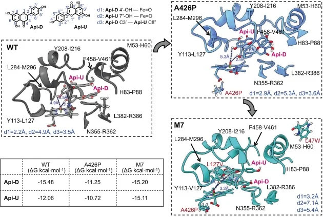 Structural comparison and MD simulation analysis of GbCYP90J6 variants. Structural models of the WT, A426P, and M7 (A426P_L127V_L47W) variants in complex with two substrate molecules (Api-D and Api-U). The WT-substrate complex was obtained from a previous study (Dai et al., 2025), and mutant models