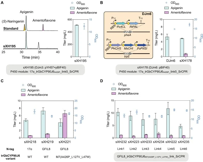 Multilevel engineering strategies coordinately enhance de novo amentoflavone production. (A) HPLC chromatograms (left) and corresponding amentoflavone titers (right) were obtained after 72 h shake-flask cultivation of an l-tyrosine overproducing chassis strain. The strain co-expressed the electron-t