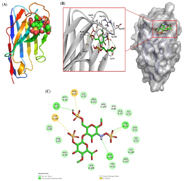 HS与野生型Nb的分子对接及相互作用分析:(A)HS与野生型Nb(PDB:7TJC)的分子对接复合物结构。Nb蛋白以卡通模型表示,HS以球体模型表示。(B)HS与野生型Nb空腔中活性位点之间的相互作用。Nb以卡通模型表示,HS以球棍模型表示。(C)HS与野生型Nb活性位点的二维相互作用图。所有图均使用Discovery Studio Visualizer 2019和PyMOL生成。