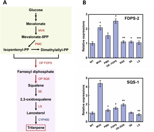 Effects of FDPS and SQS overexpression on the mevalonate (MVA) pathway in W. cocos. (A) Key genes for qRT-PCR analysis in the MVA pathway. (B) Relative transcript levels of key MVA-pathway genes in the FDPS-2 transformant. (C) Relative transcript levels of key MVA-pathway genes in the SQS-1 transfor