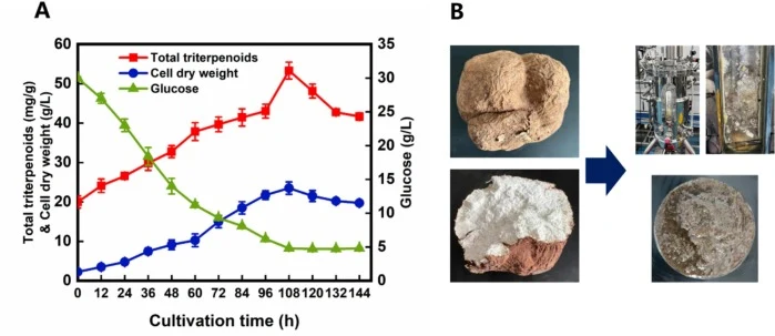 (A) 10-L生物反应器培养过程中总三萜产量、细胞干重及葡萄糖消耗的动态变化。实验采用先前优化的培养基,并添加2%(v/v)玉米油。(B) 茯苓菌核及10-L生物反应器培养图像。