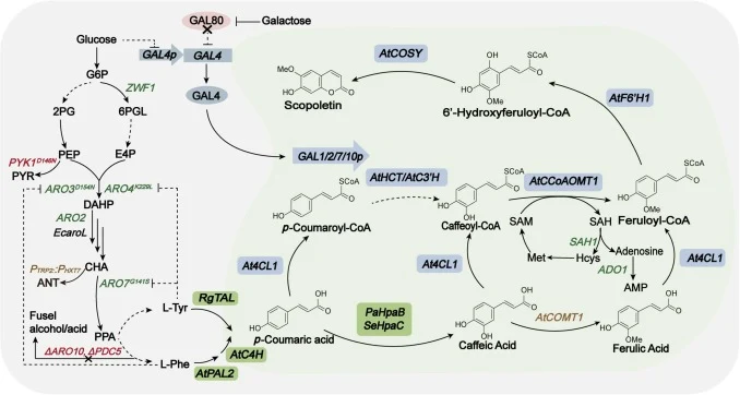 De novo biosynthetic pathway for scopoletin production in engineered S. cerevisiae. Dashed arrows denote multi-step metabolic reactions. Genes subjected to overexpression are labeled in green, while those with knockdown/knockout modifications are in red; brown denotes genes that were unused after te