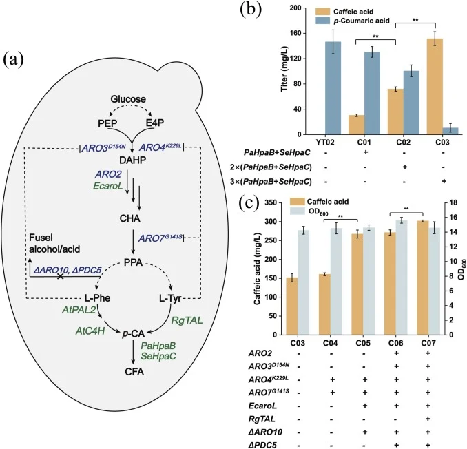 Construction and enhancement of the caffeic acid pathway in engineered S. cerevisiae strains. (a) Biosynthetic pathway of caffeic acid production in engineered S. cerevisiae strains. Genes in blue font represent endogenous genes, and genes in green font represent exogenous genes, and dashed arrows r