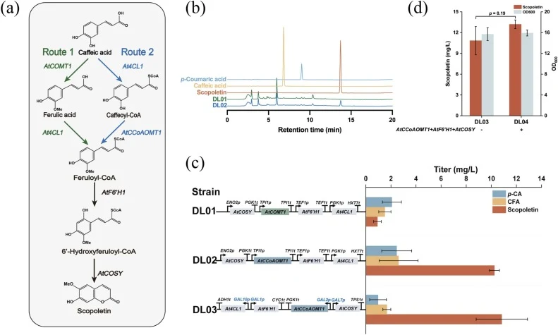 Construction the biosynthetic pathway from caffeic acid to scopoletin in engineered S. cerevisiae strains. (a) Two divergent pathways for converting caffeic acid to scopoletin, route 1 (AtCOMT1, At4CL1, AtF6’H1, AtCOSY) and route 2 (AtCCoAOMT1, At4CL1, AtF6’H1, AtCOSY); (b) HPLC chromatograms confir