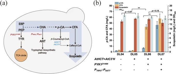 Integrated AtHCT and AtC3 ’ H genes with attenuated PYK1 and TRP2 to redirect carbon flux. (a) Schematic of metabolic engineering strategies: green text denotes endogenous genes; blue text denotes exogenous genes; reducing byproduct accumulation while enhancing precursor supply through PYK1 attenuat