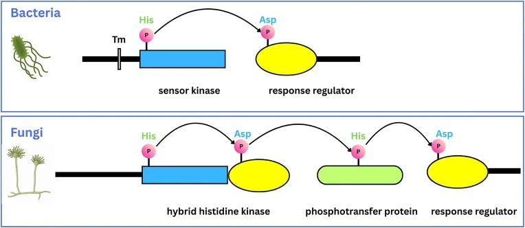 Two-component signaling in bacteria and fungi. Phosphotransfer reactions are indicated by arrows. His = histidine residu