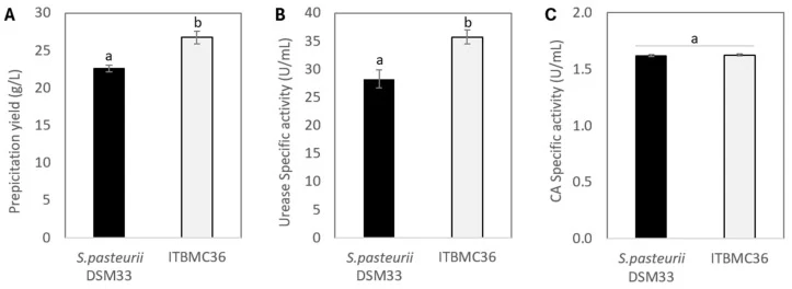 菌株ITBMC36与S. pasteurii DSM33的沉淀产量和酶活性比较。(A) 沉淀产量;(B) 脲酶活性;(C) 碳酸酐酶活性。数据以平均值±标准差表示。在每个参数内,标注不同字母的柱子基于Student's t检验差异显著(p < 0.05)。
