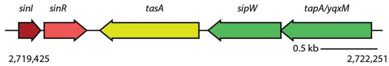 Genomic organization of the biofilm matrix operon in ITBMC36 genome. The sinI - –sinR regulatory module precedes the tasA–sipW–tapA operon, which encodes the amyloid fiber matrix protein TasA, the signal peptidase SipW, and the anchoring protein TapA. Gene orientation and spacing are shown to scale.