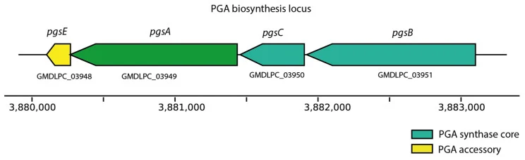 副地衣芽孢杆菌ITBMC36中γ-PGA生物合成基因座的基因组结构。
