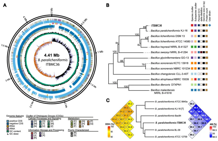 Whole-genome based species delineation of strain ITBMC36. ( A ) Circular map of the B. paralicheniformis ITBMC36 genome. Genomic features are color-coded as indicated; predicted CDSs assigned to COG functional categories are shown using the corresponding COG color codes ( B ) Genome Blast Distance P