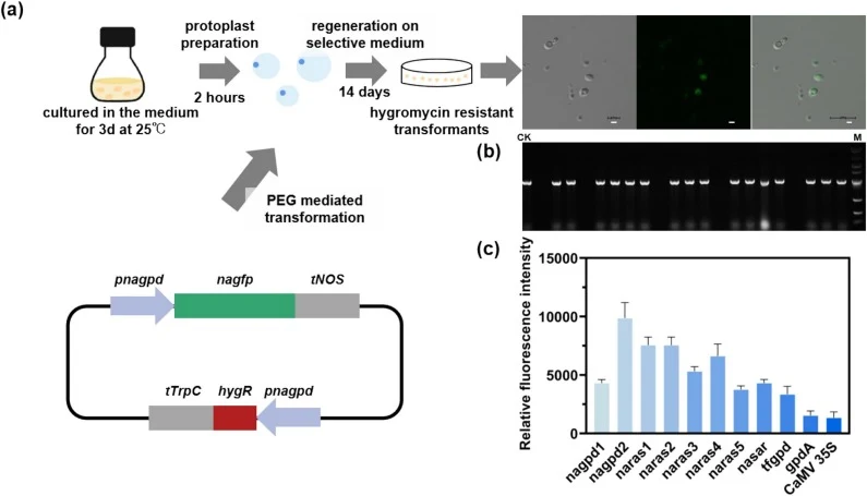 Genetic transformation and functional evaluation of promoter activity in N. aurantialba NX-20. (a) Schematic representation of PEG-mediated plasmid transformation into N. aurantialba NX-20 protoplasts. (b) PCR-based validation of the hph (hygromycin B phosphotransferase) selection marker in candidat