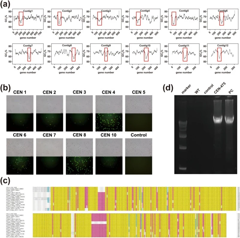 Identification and functional characterization of the core centromere (CEN) element in N. aurantialba NX-20. (a) GC3 contig scanning profile of the N. aurantialba NX-20 genome; the red box highlights a distinct GC3 valley. (b) Impact of different CEN candidates on the expression levels of fluorescen