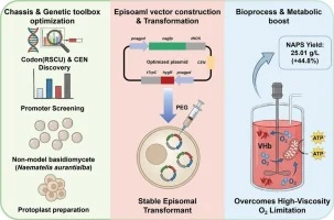 Engineering Naematelia aurantialba as a Robust Synthetic Bio