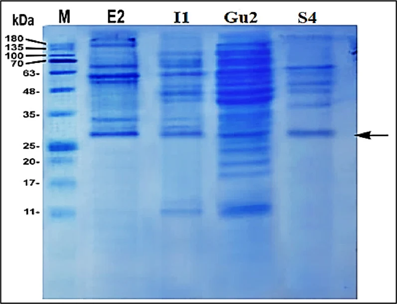 使用SDS–PAGE对所选细菌分离株总蛋白的电泳图谱。泳道M表示分子量标准(kDa),E2、I1、Gu2和S4为细菌分离株。与GFP(约27 kDa)对应的条带用箭头标出。