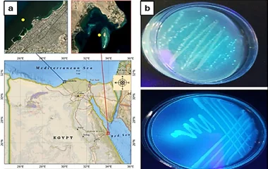 海洋来源Pseudomonas gessardii E2菌株