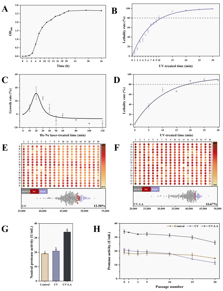 ( A ) Growth curve of Bacillus velezensis . ( B ) Effect of UV treatment on the lethality of Bacillus velezensis . ( C ) Effect of He-Ne laser treatment on the growth rate of Bacillus velezensis . ( D ) Effect of UV-LA sequential treatment on the lethality of Bacillus velezensis . ( E ) Enzyme activ