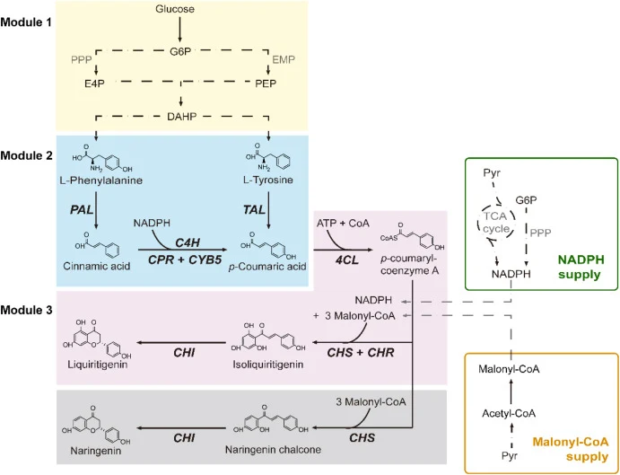 The biosynthetic pathway of LIG from glucose in yeast. This pathway is divided into three modules: module 1 (yellow box), pathway to generate L-Phe or L-Tyr from glucose; module 2 (blue box), pathway to generate p-CA from L-Phe or L-Tyr; module 3 (pink box), pathway to generate LIG from p-CA. The gr