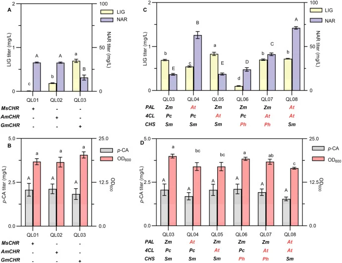 Reconstitution and engineering of the LIG biosynthetic pathway in yeast. (A) Production of LIG and NAR in engineered yeast strains carrying different CHRs. (B) OD600 and residual p-CA titer in engineered yeast strains carrying different CHRs. (C) Production of LIG and NAR in engineered yeast strains