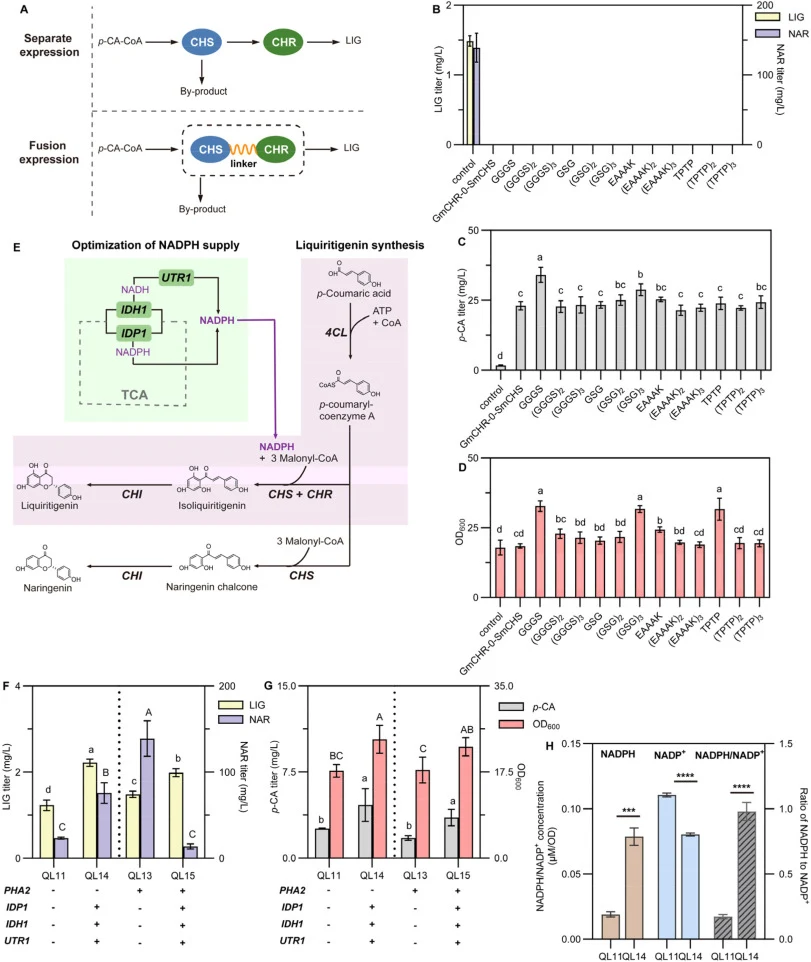 Metabolic flux engineering for LIG production by fusion expression and enhancement of NADPH supply. (A) Schematic diagram of fusion expression. (B) Production of LIG and NAR in engineered yeast strains with different linkers. (C) Residual p-CA titer in engineered yeast strains with different linkers