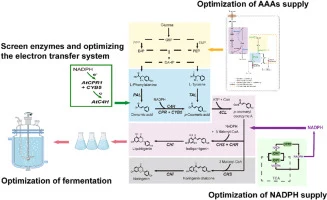 Rational metabolic reprogramming of yeast across multiple pa