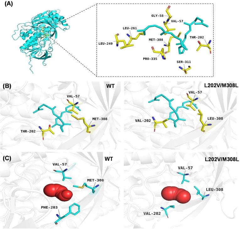 Structural analysis of ERG1 –squalene interactions and tunnel engineering. (A) Overall three-dimensional structure of the ERG1 wild-type (WT) protein shown as a cartoon (cyan), with the bound ligand squalene represented as sticks. The dashed box highlights the active-site region, showing key residue