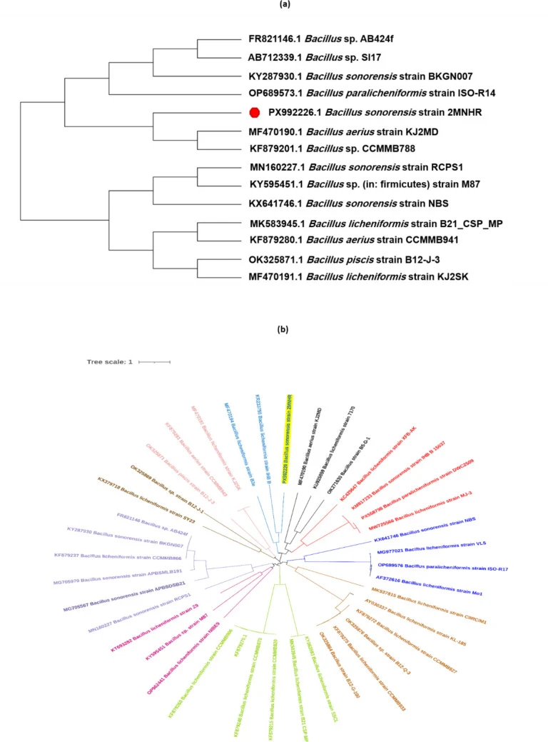 Phylogenetic trees constructed based on partial 16S rRNA gene sequences. a Rectangular tree including 14 representative taxa. b Circular tree comprising 40 taxa. The selected isolate ( B. sonorensis 2MNHR) is indicated by a filled circle. Trees were generated using the neighbor-joining method with 1