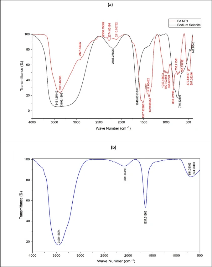 Fourier transform infrared spectroscopy of a biogenic SeNPs and b bacterial filtrate by B. sonorensis 2MNHR