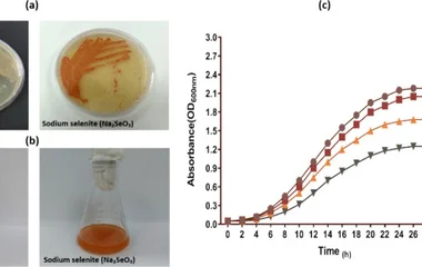 耐盐芽孢杆菌介导硒纳米颗粒的生物合成与表征