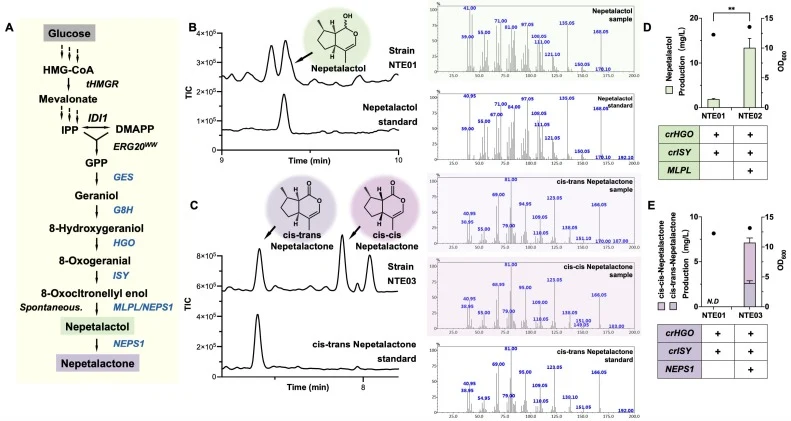 Enabling nepetalactol and nepetalactone production. (A) The metabolic pathway for the biosynthesis of nepetalactol and nepetalactone. tHMGR: truncated HMG-CoA Reductase; ERG20WW: ERG20F96W,N127W; IDI1: isopentenyl diphosphate isomerase 1; GPP: geranyl pyrophosphate; GES: geraniol synthase; G8H: gera