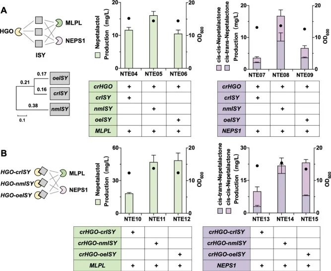 The screening of iridoid synthases and construction of enzyme complexes for optimized nepetalactol and nepetalactone synthesis. (A) Nepetalactol and nepetalactone production from crHGO and ISY combinations. The frame on the left shows the proximity of the ISY enzymes. (B) Nepetalactol and nepetalact